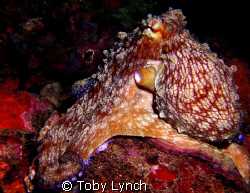 Octopus giving his best side. by Toby Lynch 